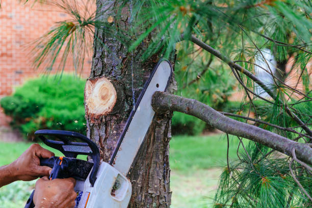 Best Tree Trimming Near Me  in Tatum, TX